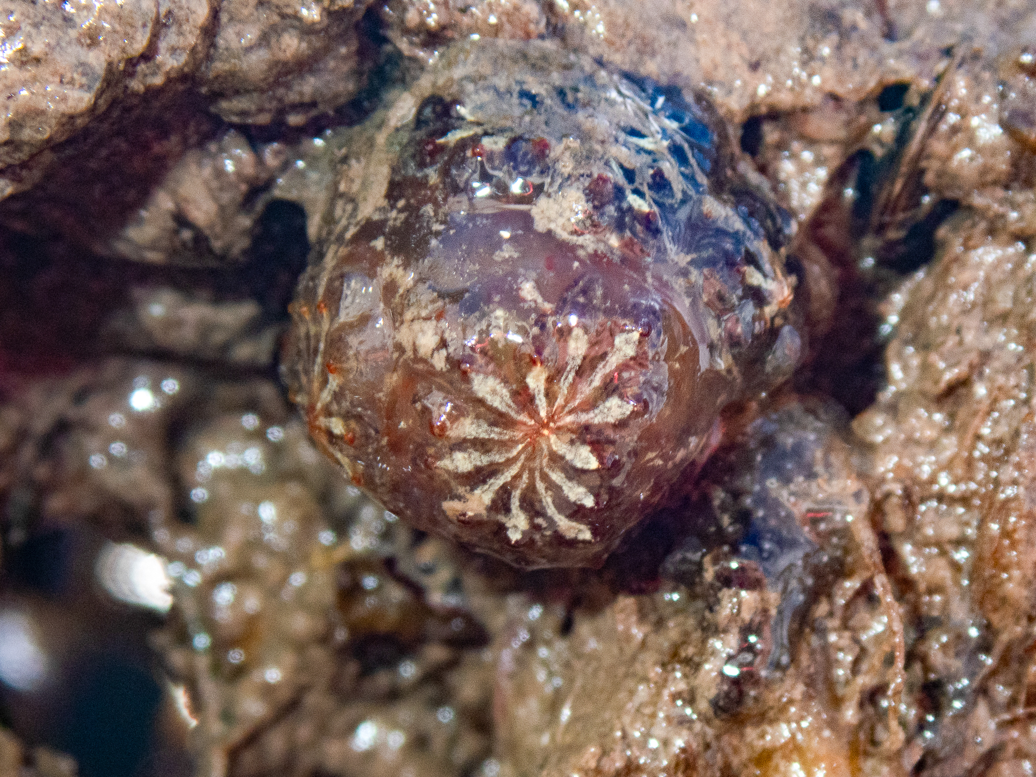Botryllus</i> sp.<i>. Site: Bangor Marina. 