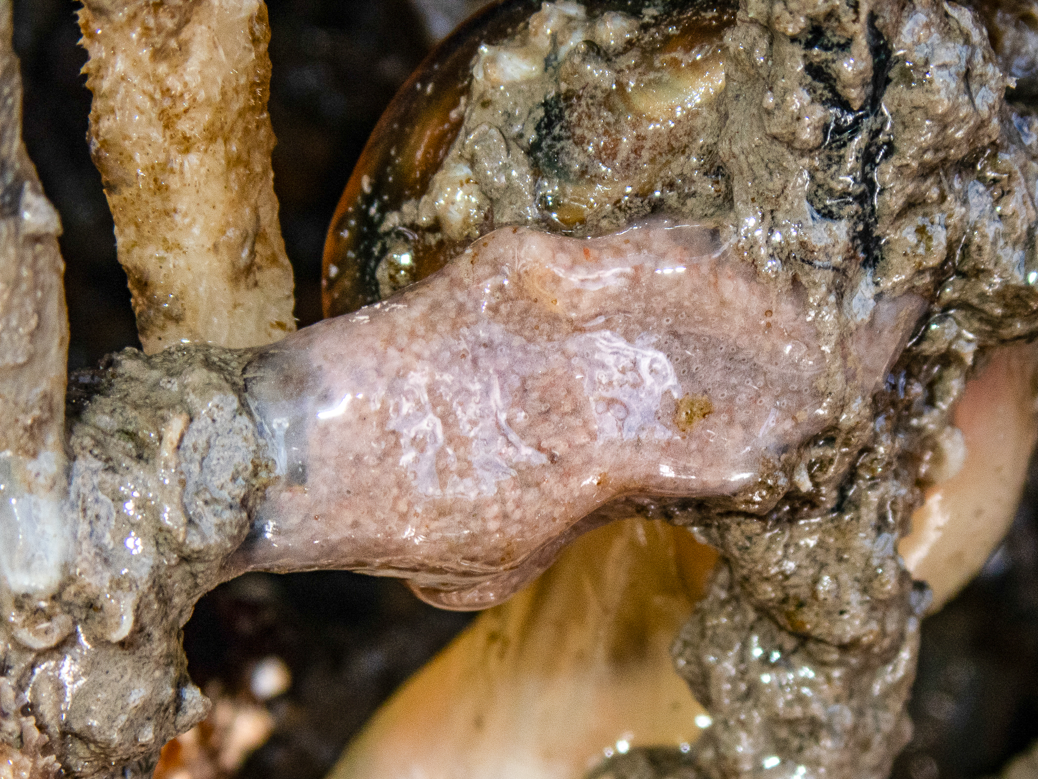 Lissoclinum 