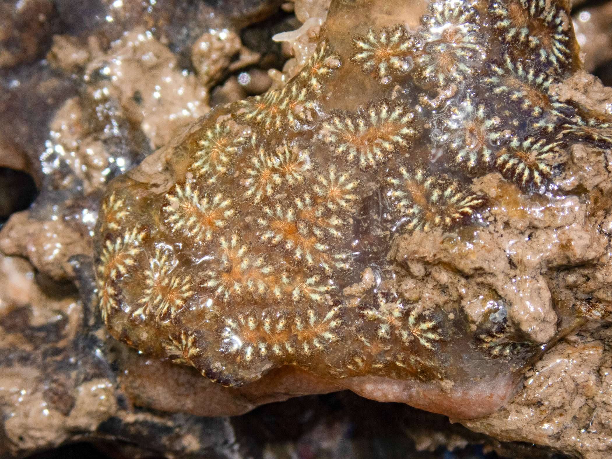 Botryllus</i> sp.<i>. Site: Bangor Marina. 
