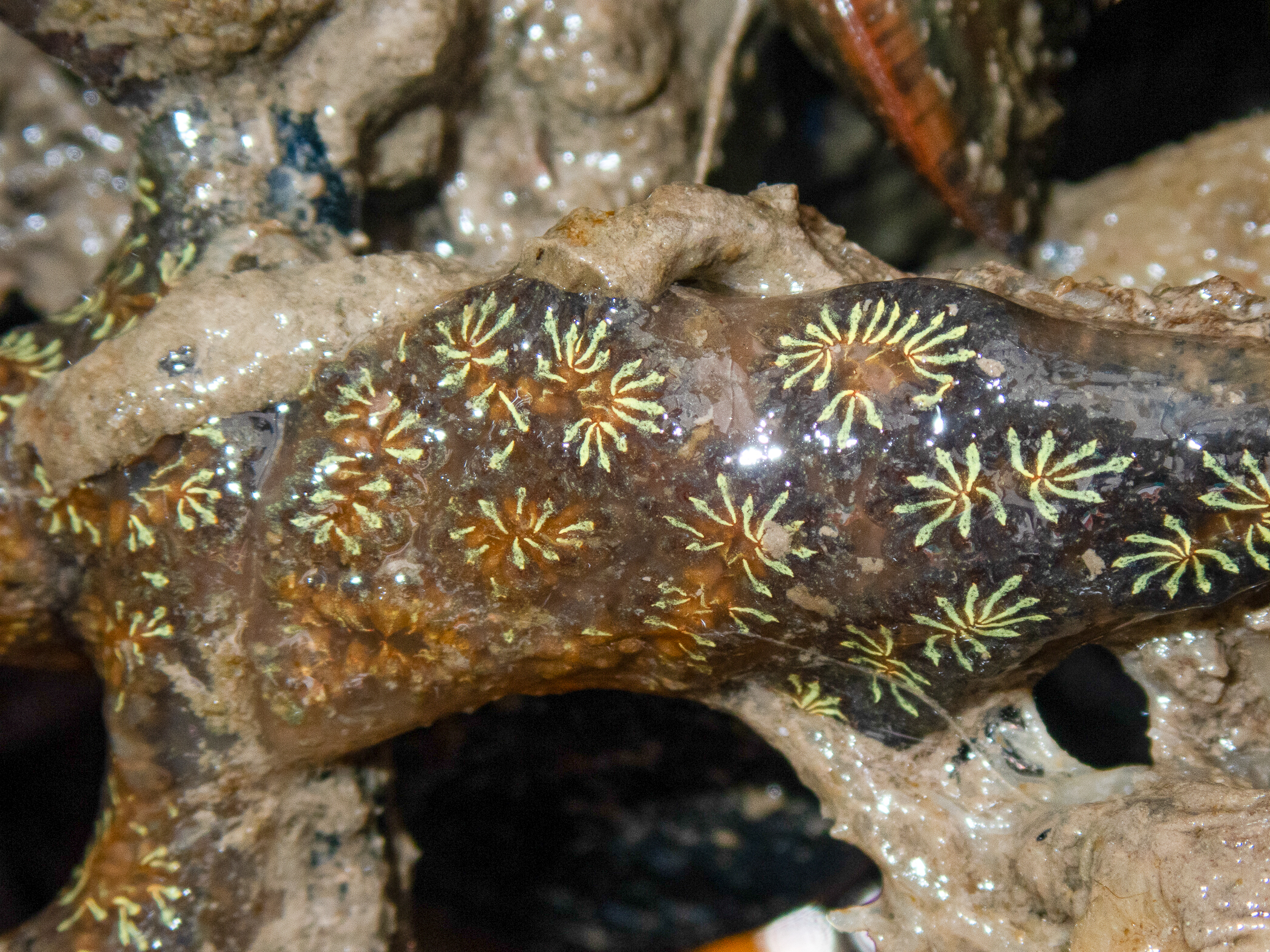 Botryllus</i> sp.<i>. Site: Bangor Marina. 