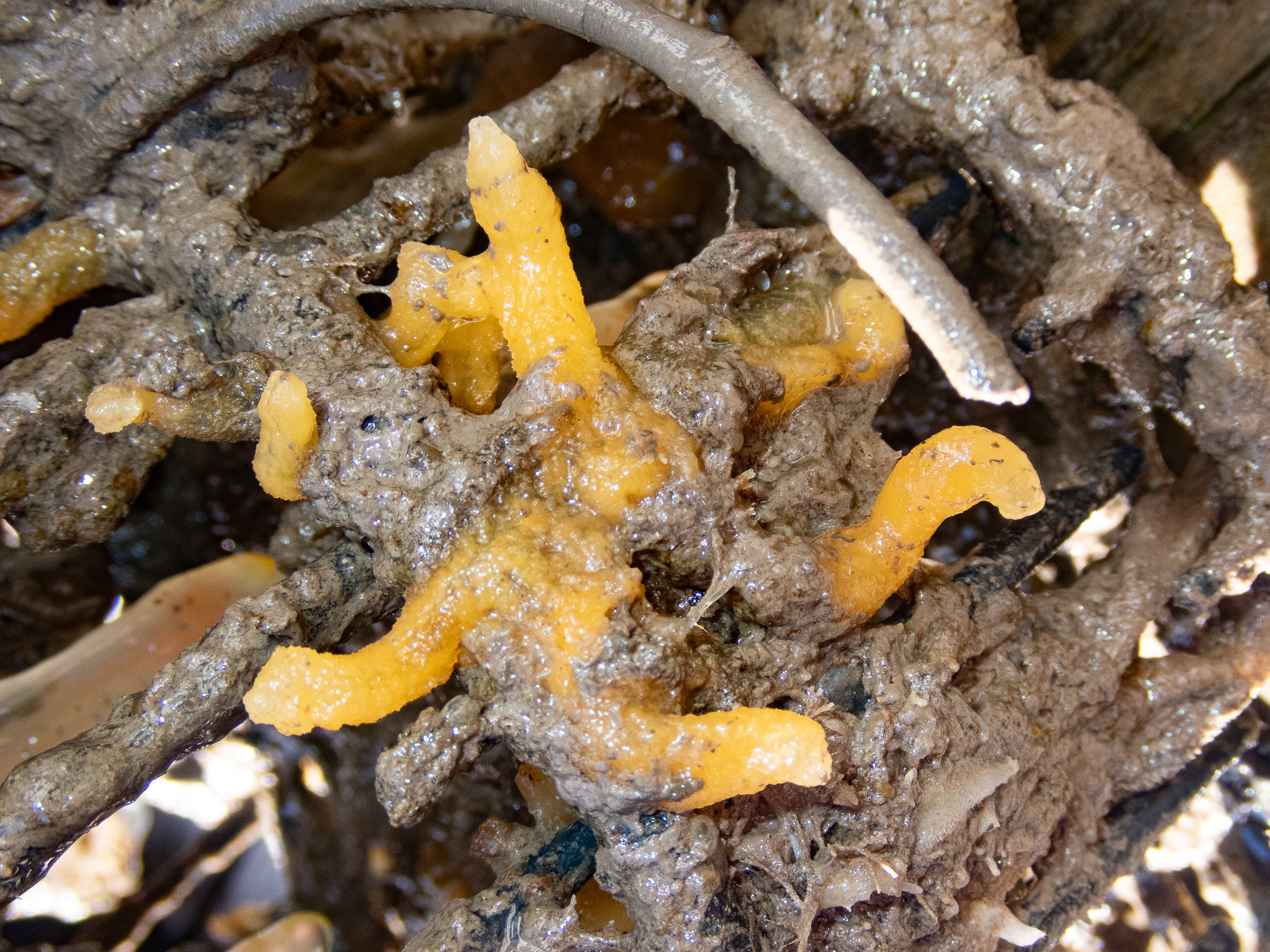 Halichondria bowerbanki. Site: Bangor Marina. 