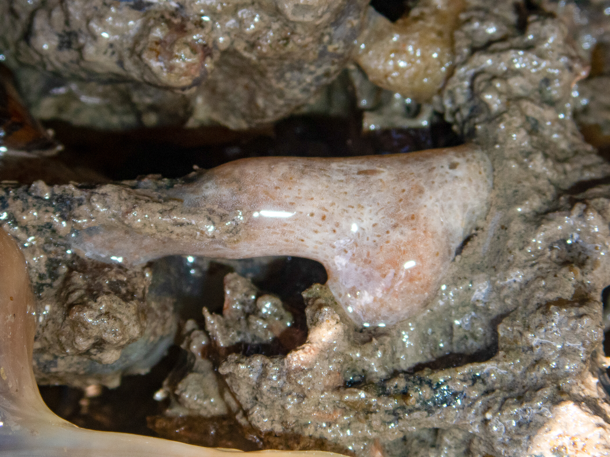 Lissoclinum 