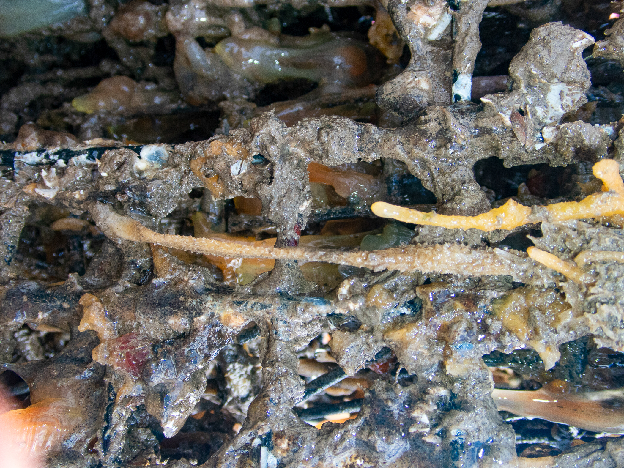 . Site: Bangor Marina. 