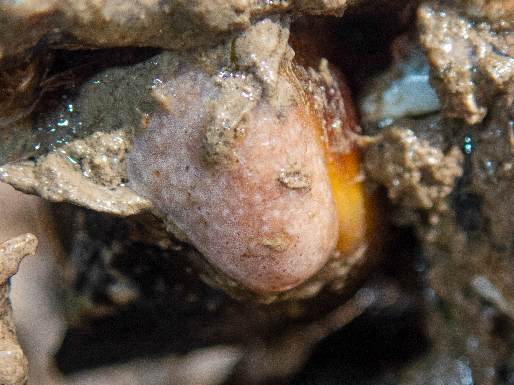 Lissoclinum 