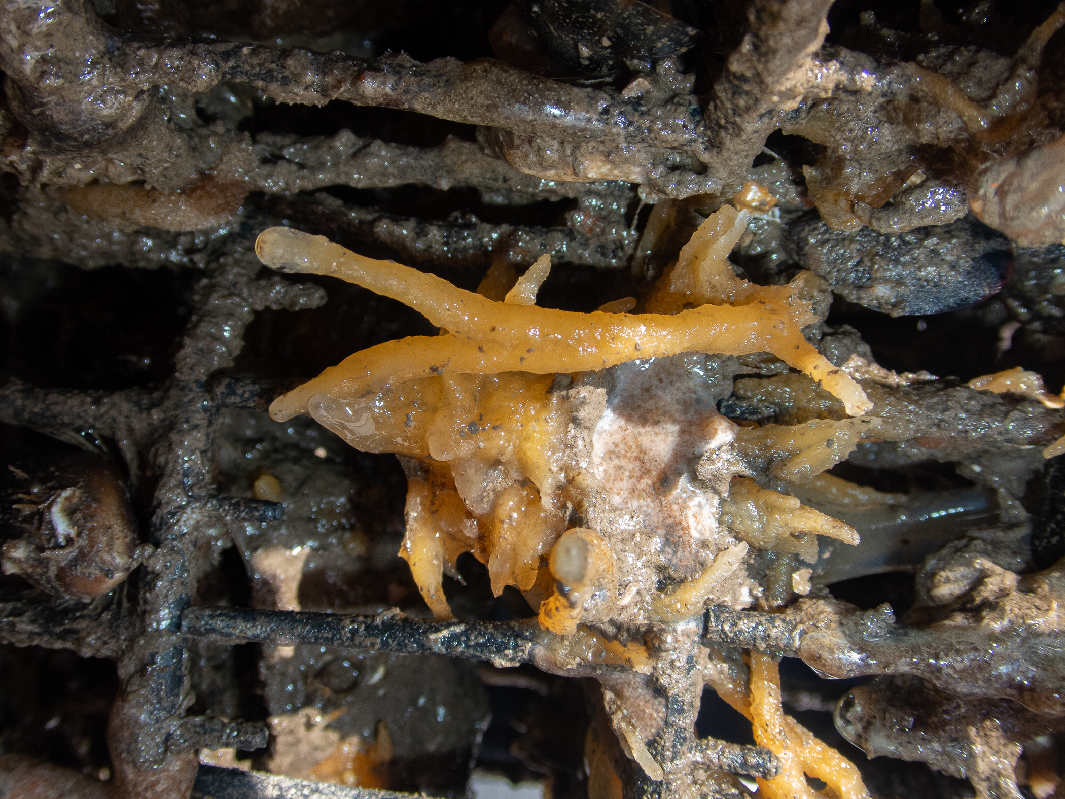 Halichondria bowerbanki. Site: Bangor Marina. 