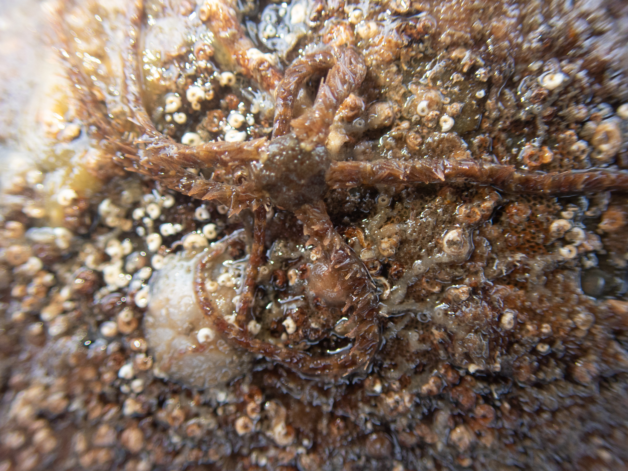 Ophiothrix fragilis. Site: Ballyhenry Island,  Strangford Lough. 