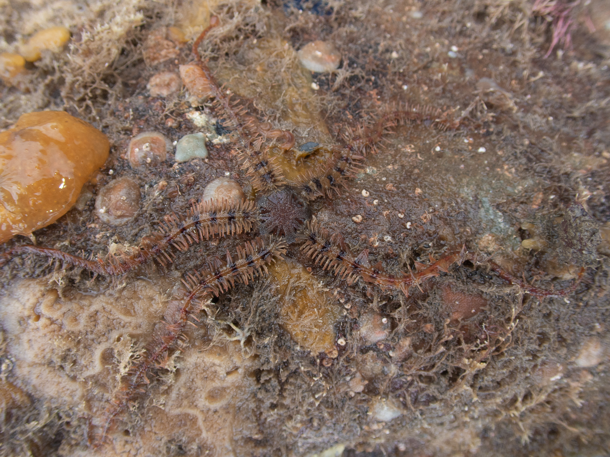 Ophiothrix fragilis. Site: Ballyhenry Island,  Strangford Lough. 