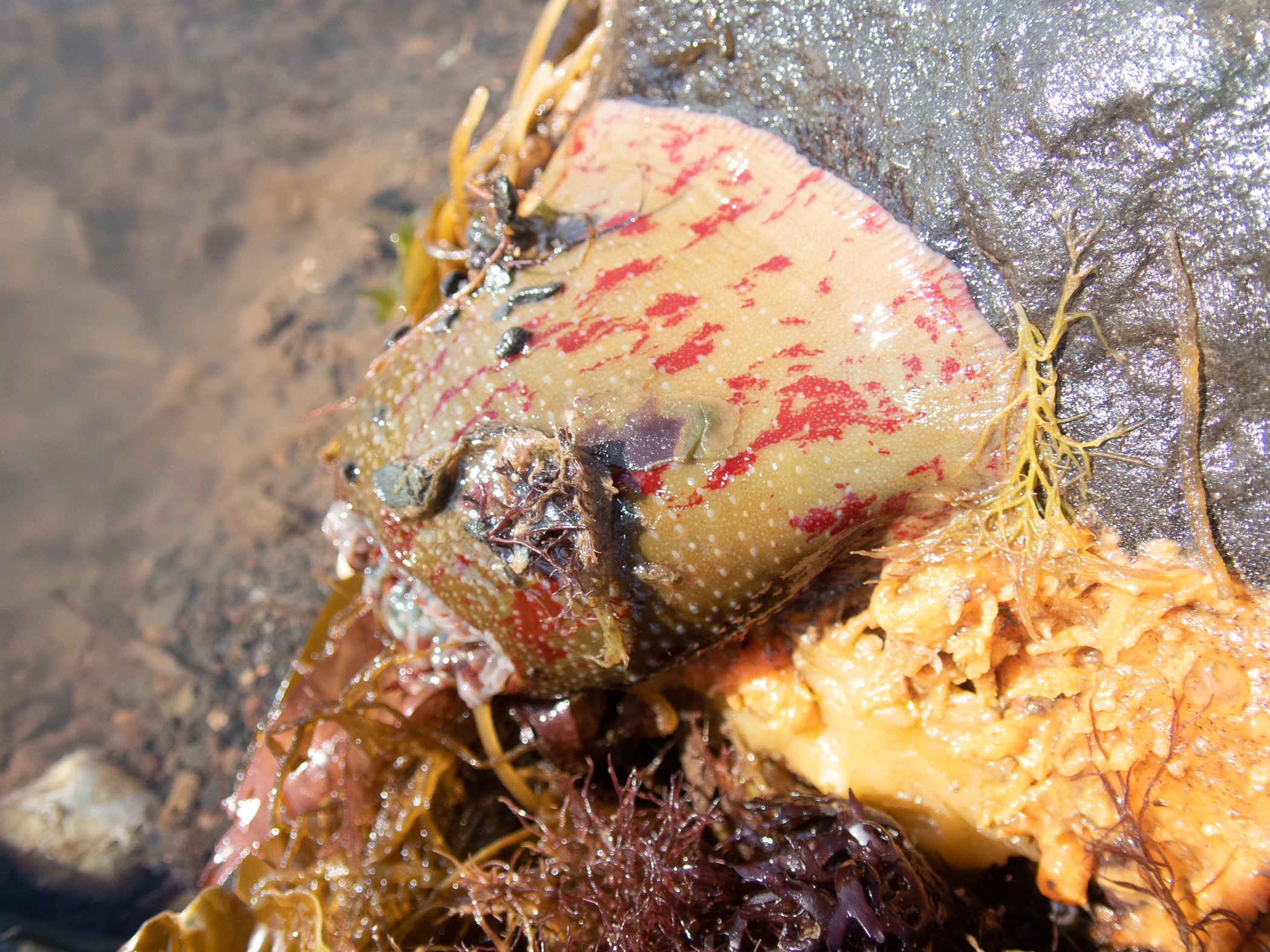 Urticina felina. Site: Greyabbey,  Strangford Lough. 