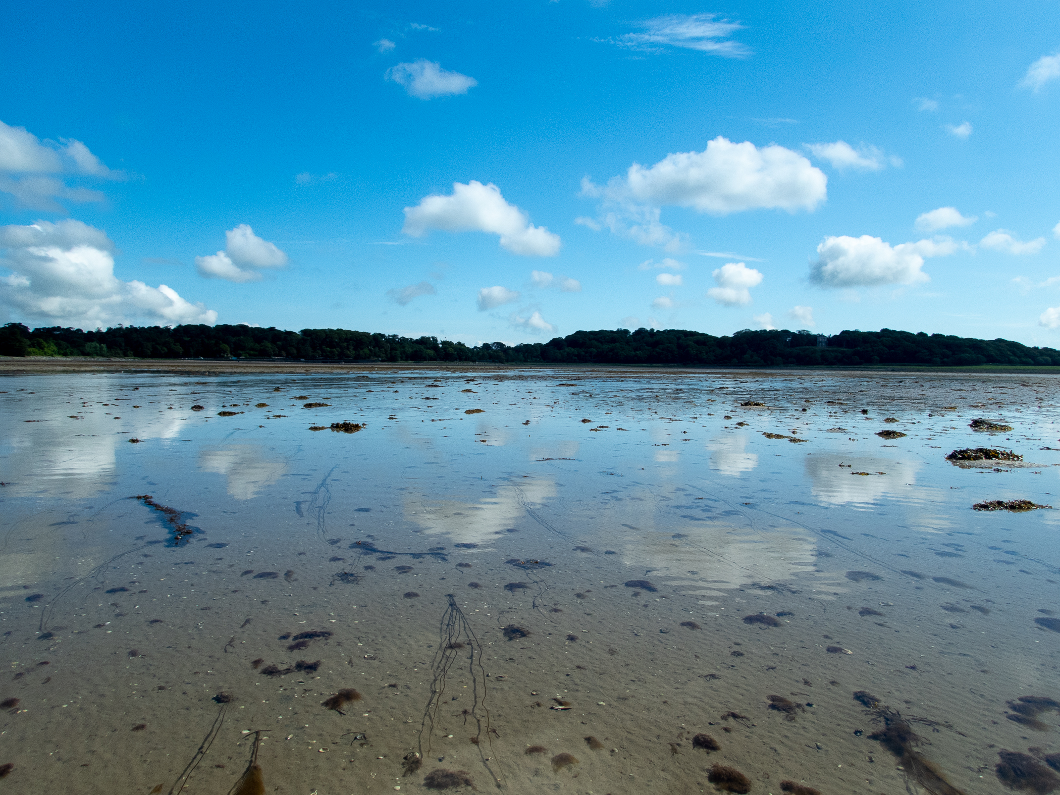 Chorda filum. Site: SW of Mountstewart,  Strangford Lough. 