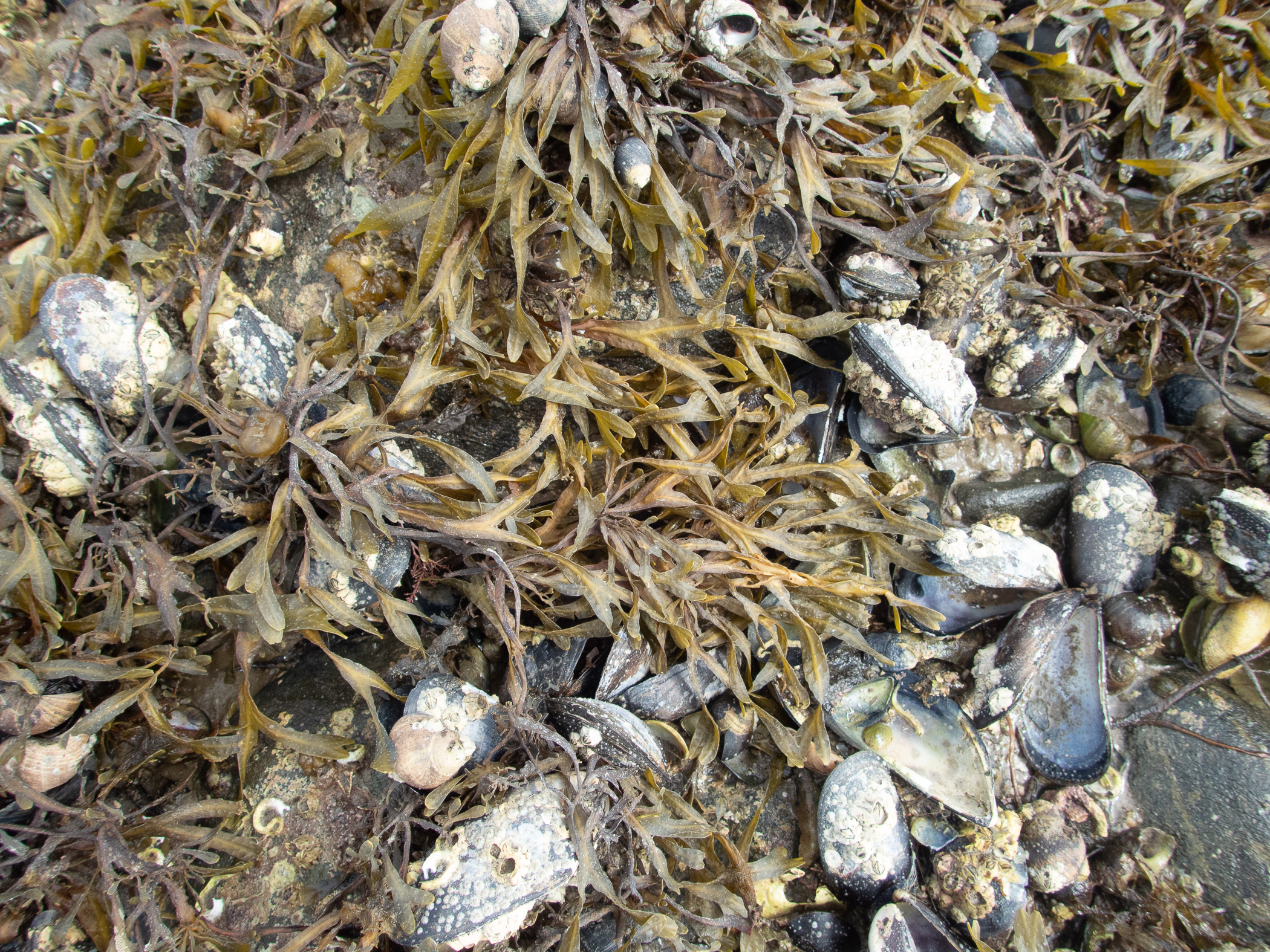 . Site: SW of Mountstewart,  Strangford Lough. 
