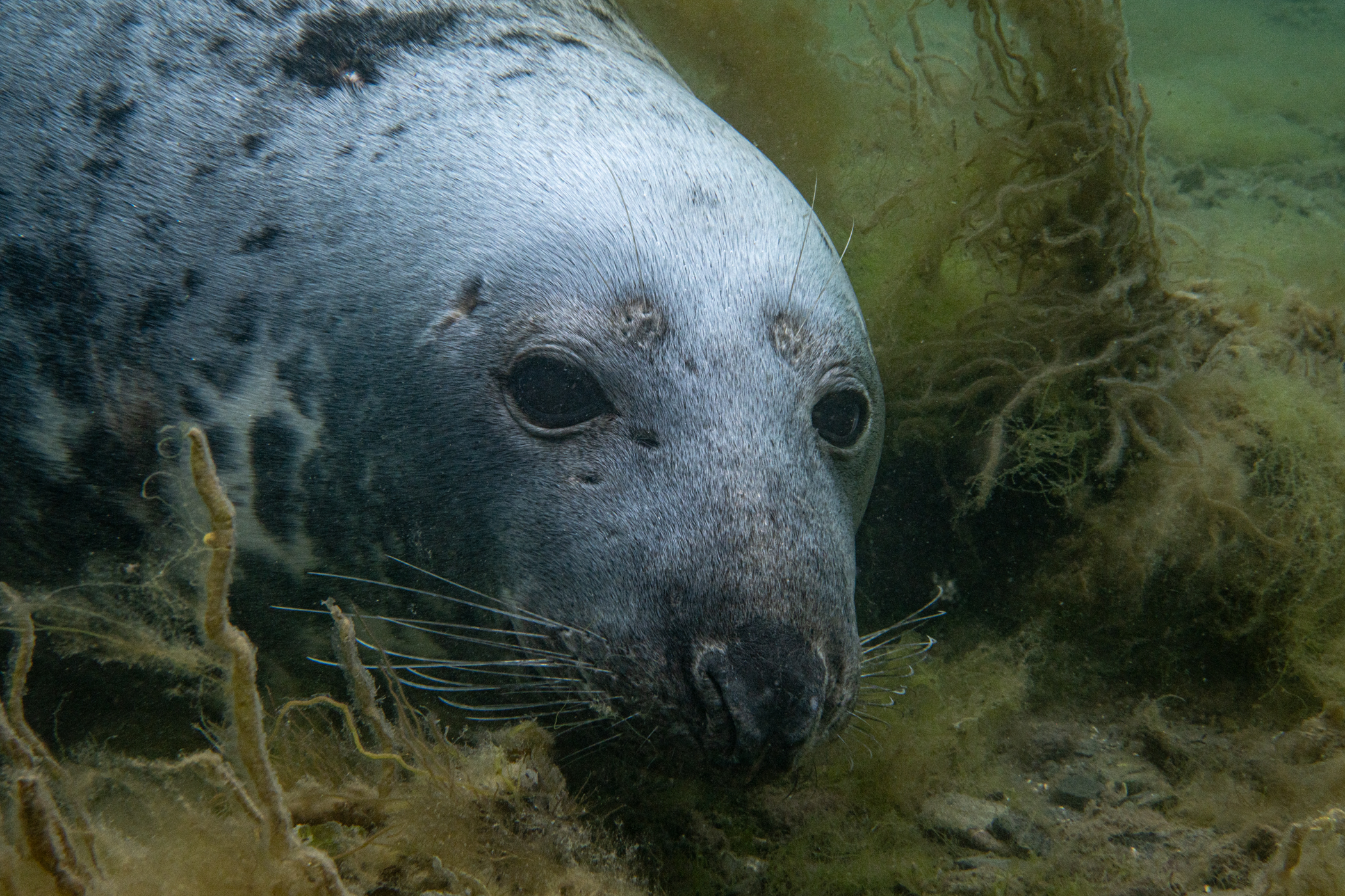  image: grey_seal