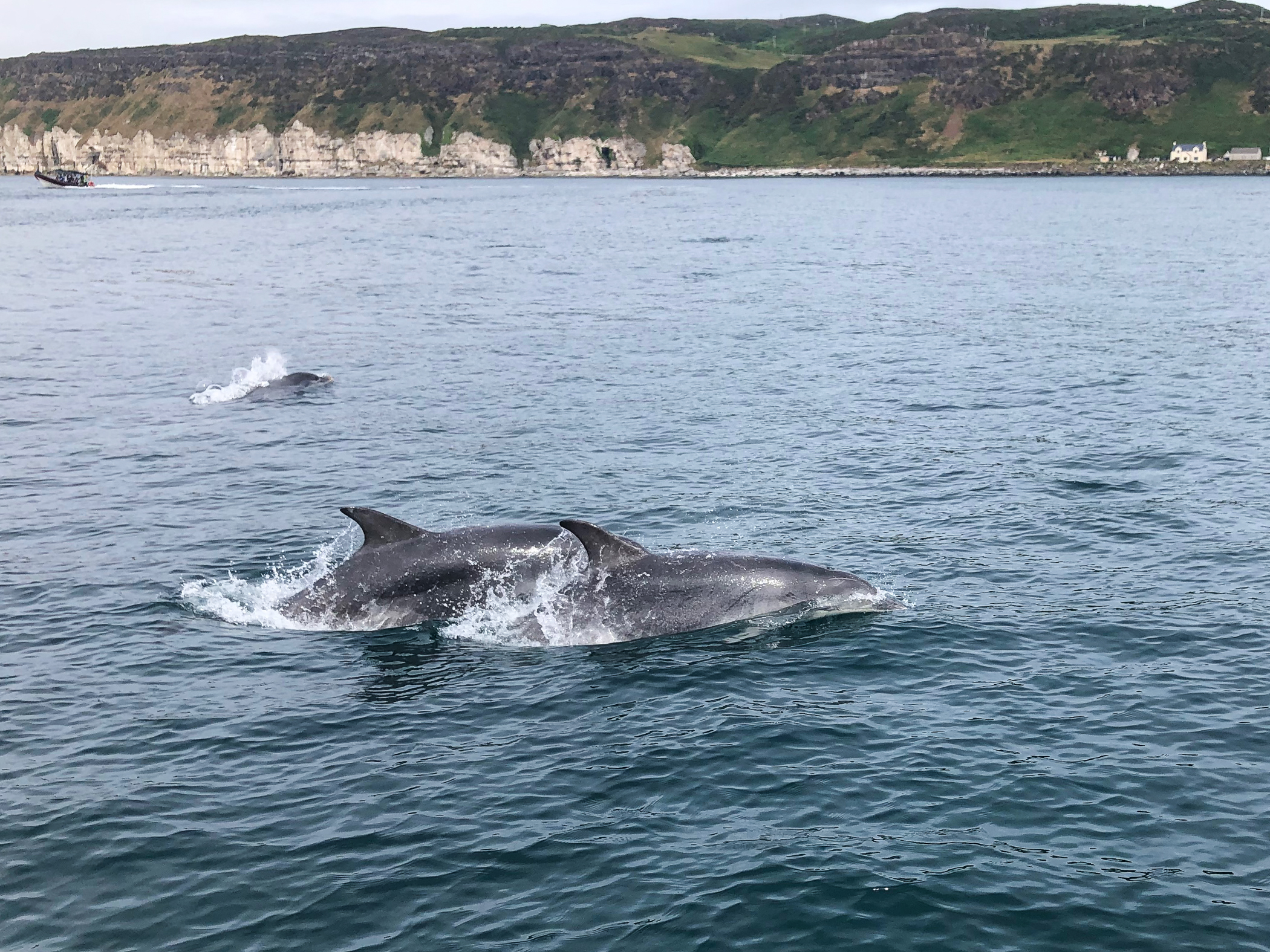 image: Tursiops truncatus. Rathlin Island, 2021.