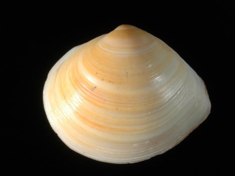 image: Macoma balthica. Outside of left valve : Magilligan, Londonderry, Northern Ireland : Mrs Sybil Clarke, Collection : BELUM Mn120765.