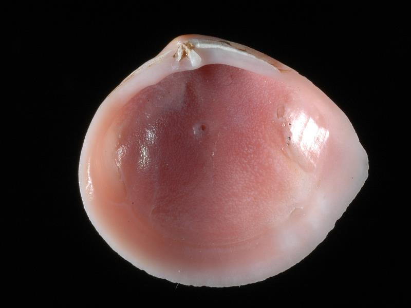image: Macoma balthica. Inside of right valve : Magilligan, Londonderry, Northern Ireland : Mrs Sybil Clarke, Collection : BELUM Mn120765.