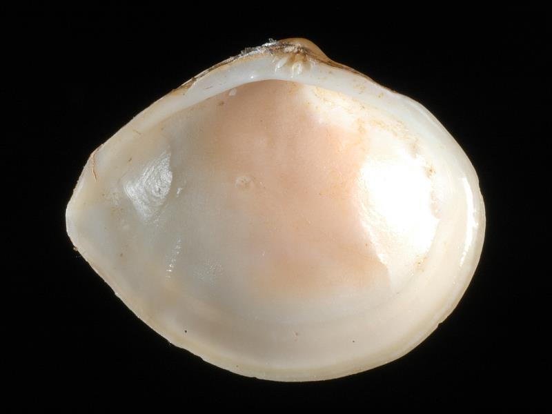 image: Macoma balthica. Inside of left valve : Magilligan, Londonderry, Northern Ireland : Mrs Sybil Clarke, Collection : BELUM Mn120765.