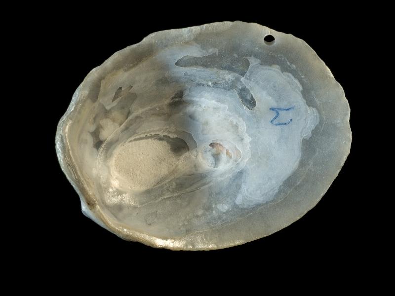 image: Pododesmus patelliformis. Inside of left valve : Magilligan, Londonderry, Northern Ireland : Mrs Sybil Clarke, Collection : BELUM Mn121601.