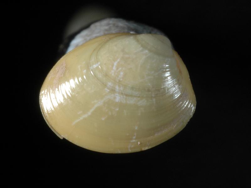 image: Ennucula tenuis. Outside of right valve : South Wee Cumbrae, Scotland : Nunn, Julia D (Dr) : BELUM Mn131425.