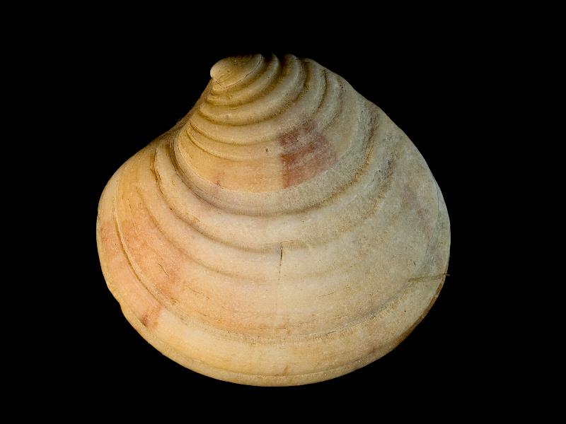 image: Clausinella fasciata. Outside of left valve : Shell Beach, Herm, Channel Islands : Nunn, Julia D (Dr) : BELUM Mn131536.