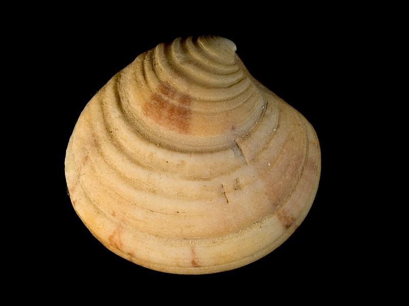 image: Clausinella fasciata. Outside of right valve : Shell Beach, Herm, Channel Islands : Nunn, Julia D (Dr) : BELUM Mn131536.