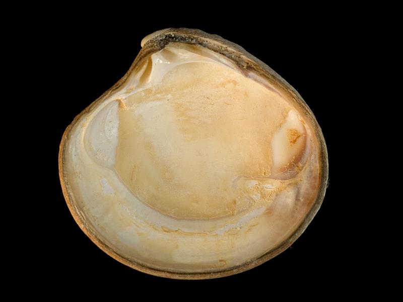 image: Clausinella fasciata. Inside of right valve : Shell Beach, Herm, Channel Islands : Nunn, Julia D (Dr) : BELUM Mn131536.
