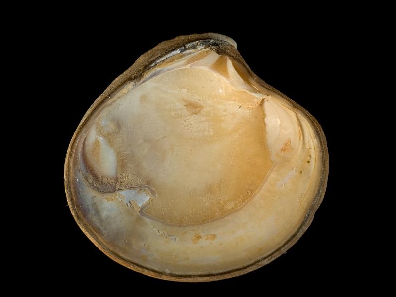 image: Clausinella fasciata. Inside of left valve : Shell Beach, Herm, Channel Islands : Nunn, Julia D (Dr) : BELUM Mn131536.