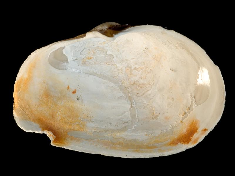 image: Mya truncata. Inside of left valve : Sandwich Flats, Kent, England : Nunn, Julia D (Dr) : BELUM Mn131568.