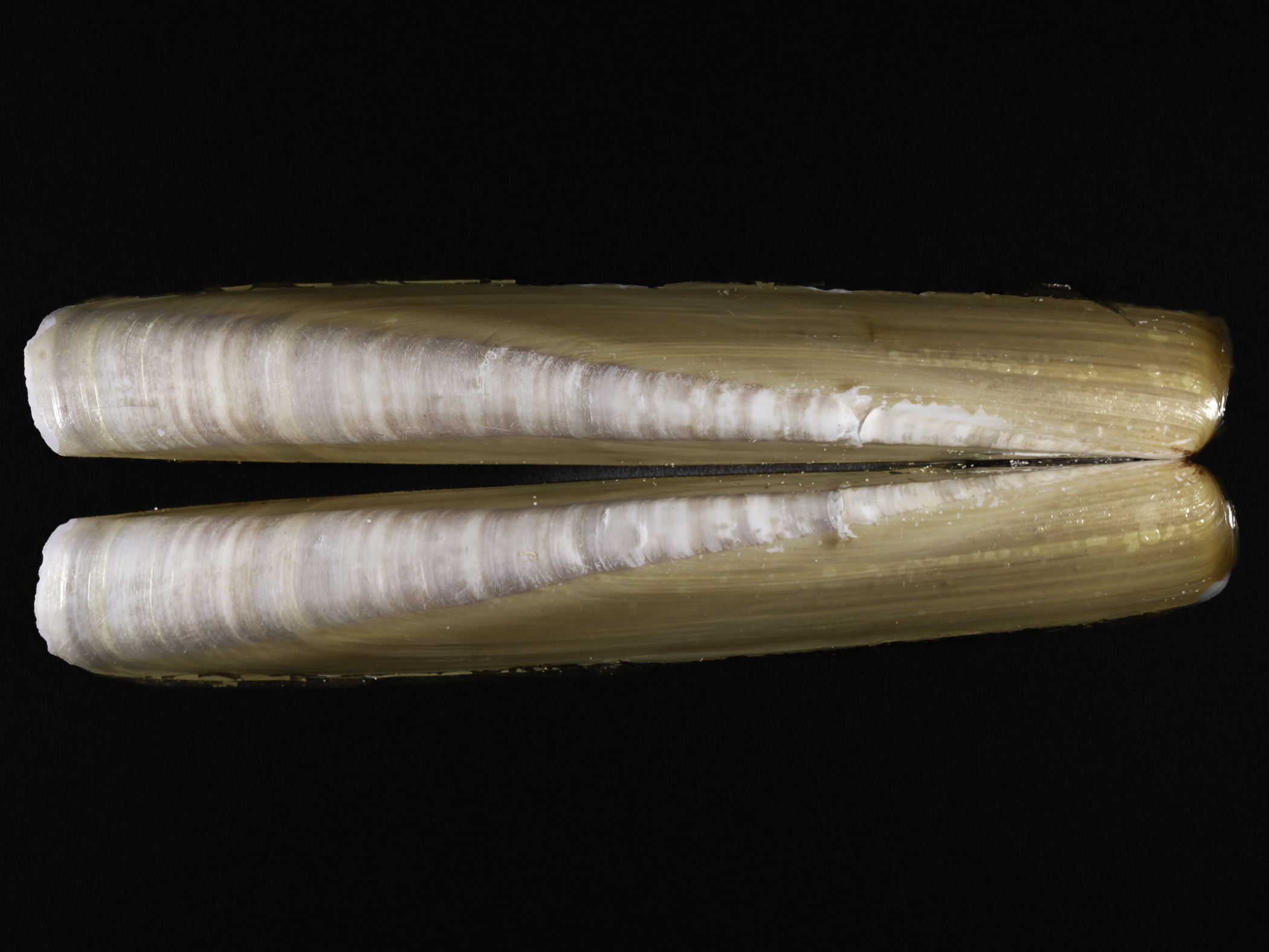 Ensis siliqua image: 2025-04-30_enssil