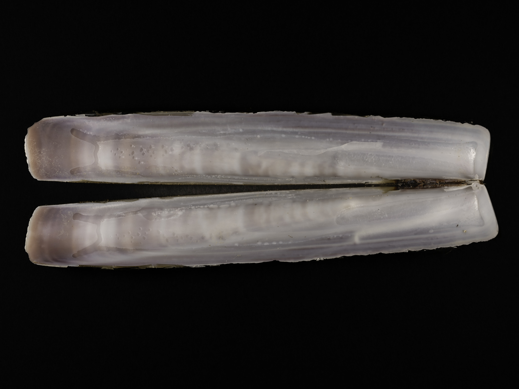 image: 2025-04-30_enssil2