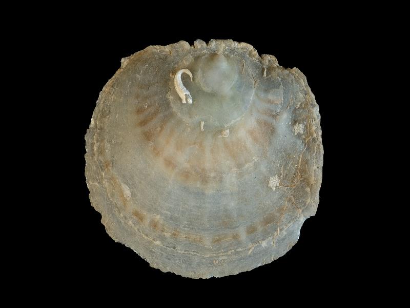 image: Pododesmus patelliformis. Outside of left valve : The Gobbins, Antrim, Northern Ireland : G. C. Hyndman, Collection : BELUM Mn23800.