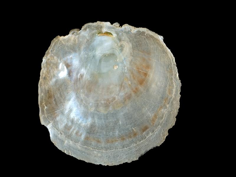 image: Pododesmus patelliformis. Inside of left valve : The Gobbins, Antrim, Northern Ireland : G. C. Hyndman, Collection : BELUM Mn23800.