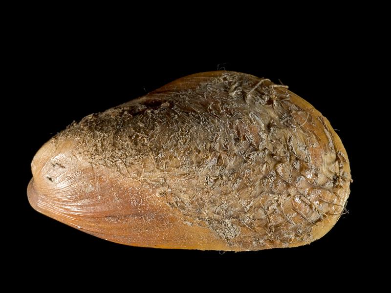 image: Modiolus modiolus. Outside of left valve : Southport, Lancashire, England : G. W. Chaster, Collection : BELUM Mn23825.