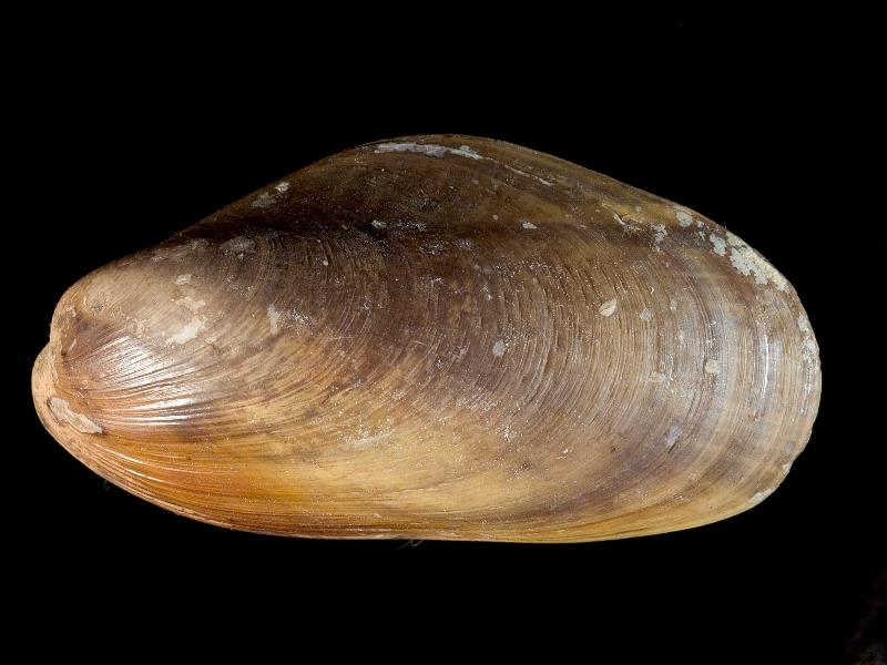 image: Modiolus adriaticus. Outside of left valve : Strangford Lough, Down, Northern Ireland : G. C. Hyndman, Collection : BELUM Mn23833.