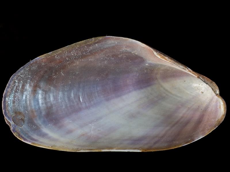 image: Modiolus adriaticus. Inside of left valve : Strangford Lough, Down, Northern Ireland : G. C. Hyndman, Collection : BELUM Mn23833.