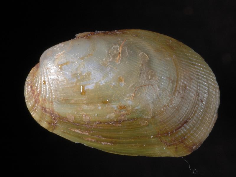 image: Musculus discors. Outside of left valve : Crawfordsburn, Down, Northern Ireland : Belfast Natural History and Philosophical Society : BELUM Mn23837.