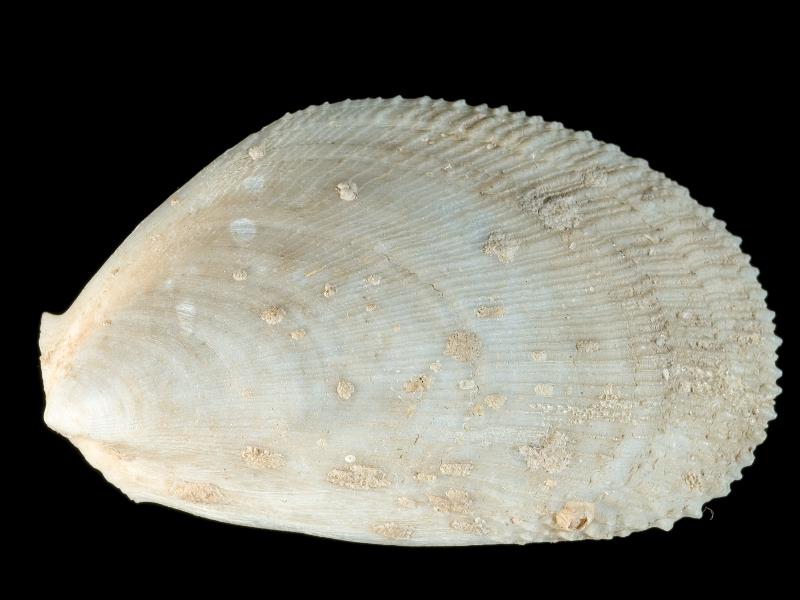 image: Limaria hians. Outside of left valve : Sana Island, Strathclyde, Scotland : G. C. Hyndman, Collection : BELUM Mn23934.