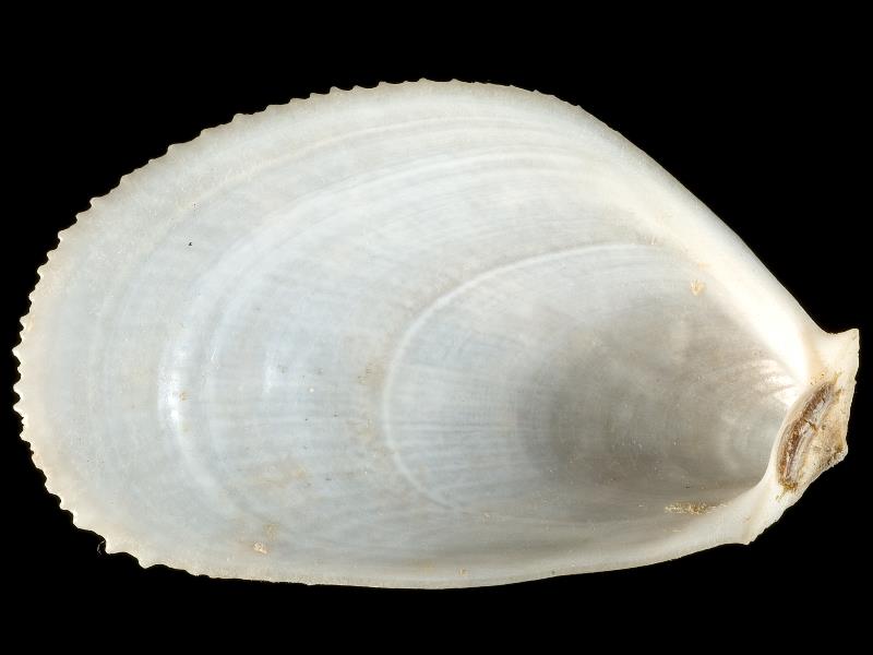 image: Limaria hians. Inside of left valve : Sana Island, Strathclyde, Scotland : G. C. Hyndman, Collection : BELUM Mn23934.