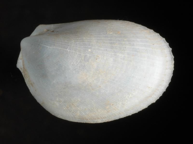 image: Limaria loscombi. Outside of right valve : Larne (off), Antrim, Northern Ireland : G. C. Hyndman, Collection : BELUM Mn23939.