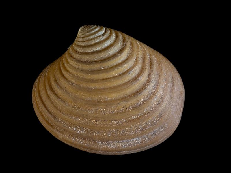 image: Astarte sulcata. Outside of left valve : Oban, Strathclyde, Scotland : G. W. Chaster, Collection : BELUM Mn23957.