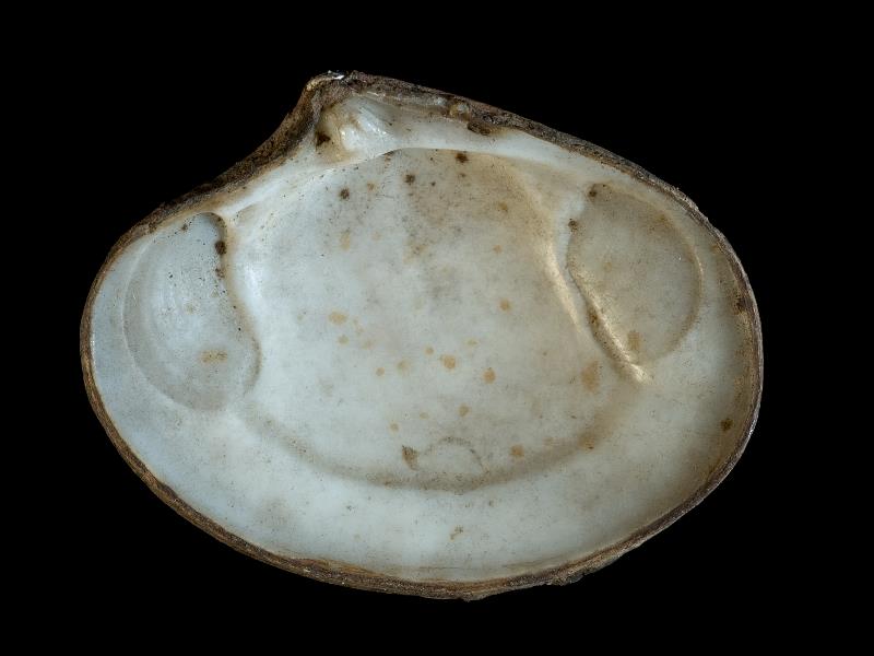 image: Tridonta elliptica. Inside of right valve : Belfast Lough, Antrim : Down, Northern Ireland : Belfast Natural History and Philosophical Society : BELUM Mn23965.