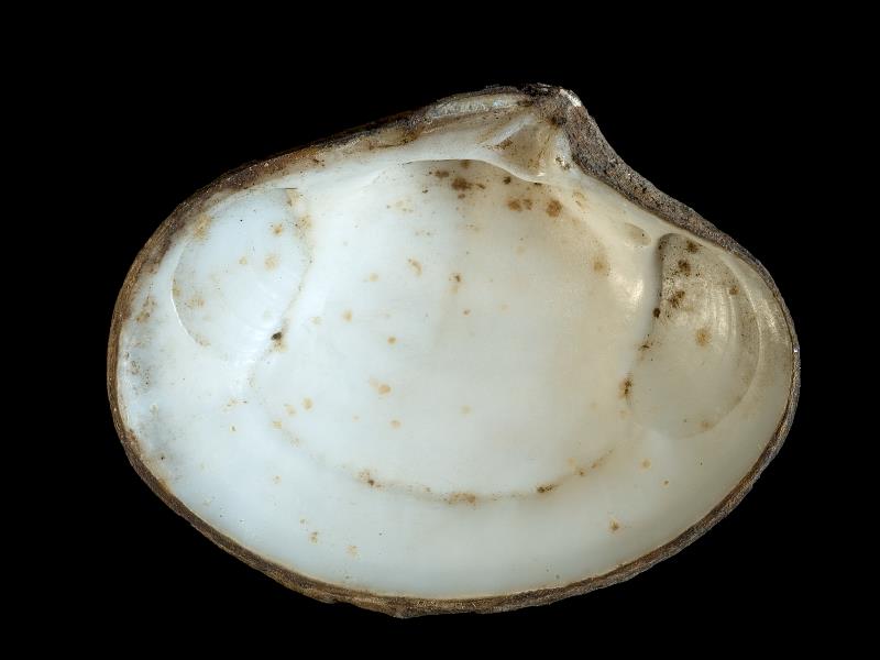 image: Tridonta elliptica. Inside of left valve : Belfast Lough, Antrim : Down, Northern Ireland : Belfast Natural History and Philosophical Society : BELUM Mn23965.