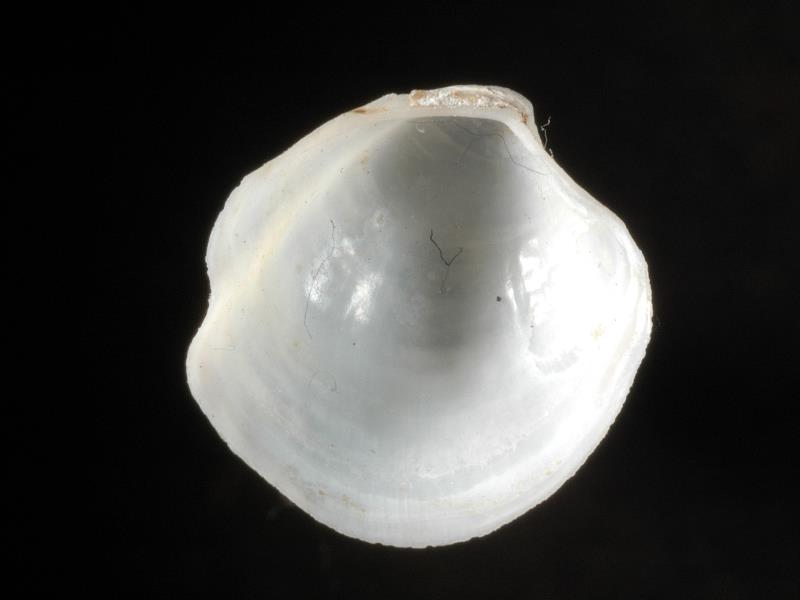 image: Thyasira flexuosa. Inside of left valve : unknown, Dublin, Ireland : Belfast Natural History and Philosophical Society : BELUM Mn23993.