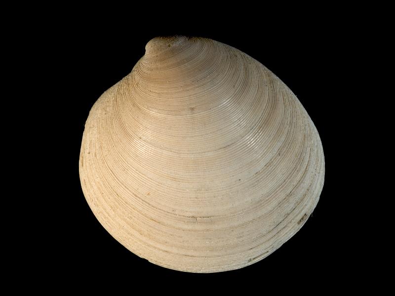 image: Dosinia lupinus. Outside of left valve : Magilligan, Londonderry, Northern Ireland : W. Thompson, Collection : BELUM Mn24084.