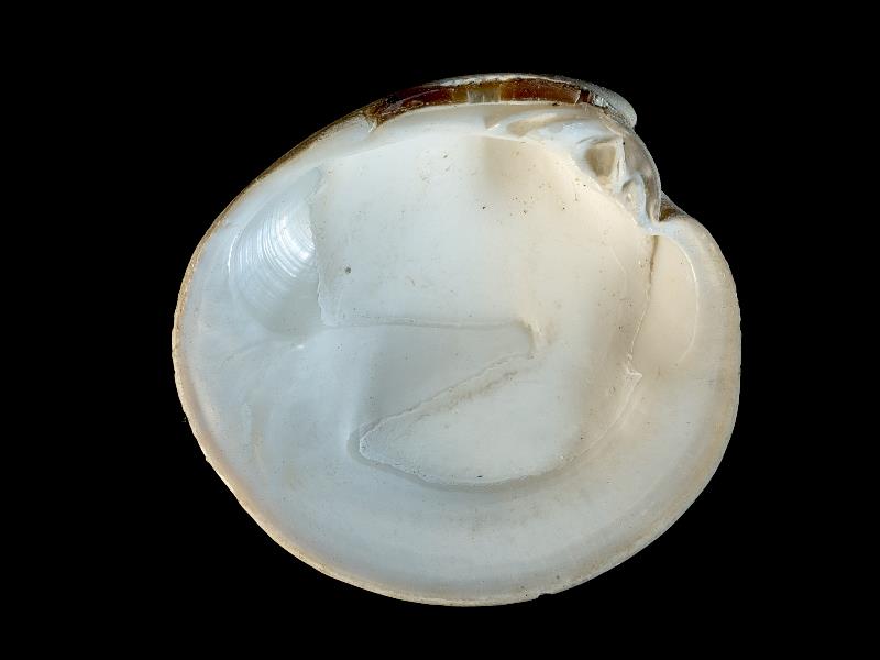 image: Dosinia lupinus. Inside of left valve : Magilligan, Londonderry, Northern Ireland : W. Thompson, Collection : BELUM Mn24084.