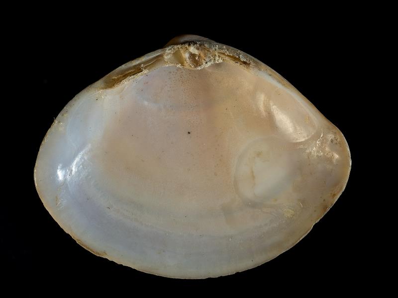 image: Mactra glauca. Inside of right valve : Downhill, Londonderry, Northern Ireland : W. A. Green, Collection : BELUM Mn24184.