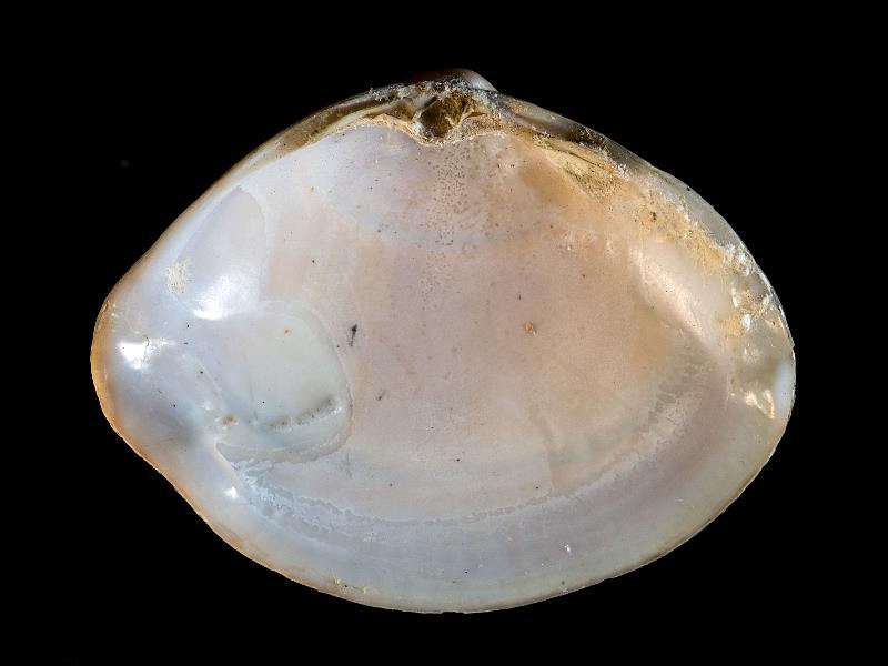 image: Mactra glauca. Inside of left valve : Downhill, Londonderry, Northern Ireland : W. A. Green, Collection : BELUM Mn24184.