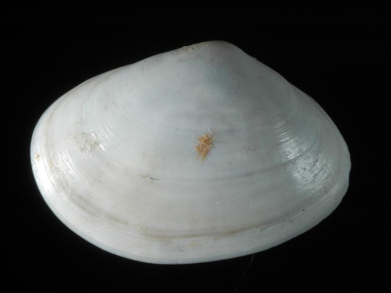 image: Abra alba. Outside of left valve : Belfast Lough, Antrim : Down, Northern Ireland : Belfast Natural History and Philosophical Society : BELUM Mn24294.