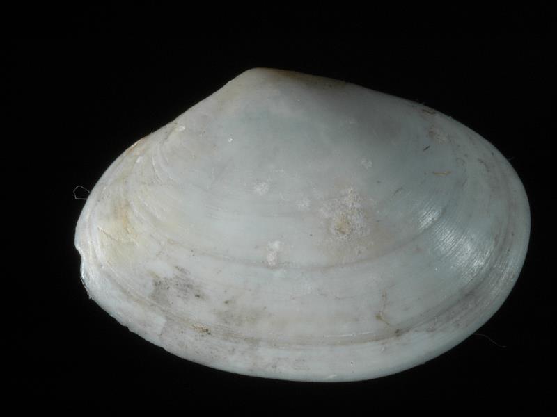 image: Abra alba. Outside of right valve : Belfast Lough, Antrim : Down, Northern Ireland : Belfast Natural History and Philosophical Society : BELUM Mn24294.