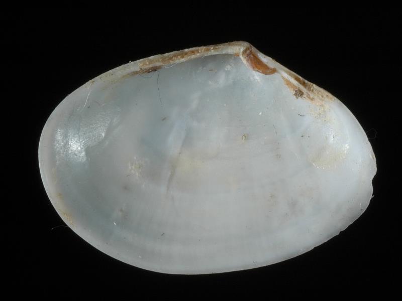 image: Abra alba. Inside of right valve : Belfast Lough, Antrim : Down, Northern Ireland : Belfast Natural History and Philosophical Society : BELUM Mn24294.