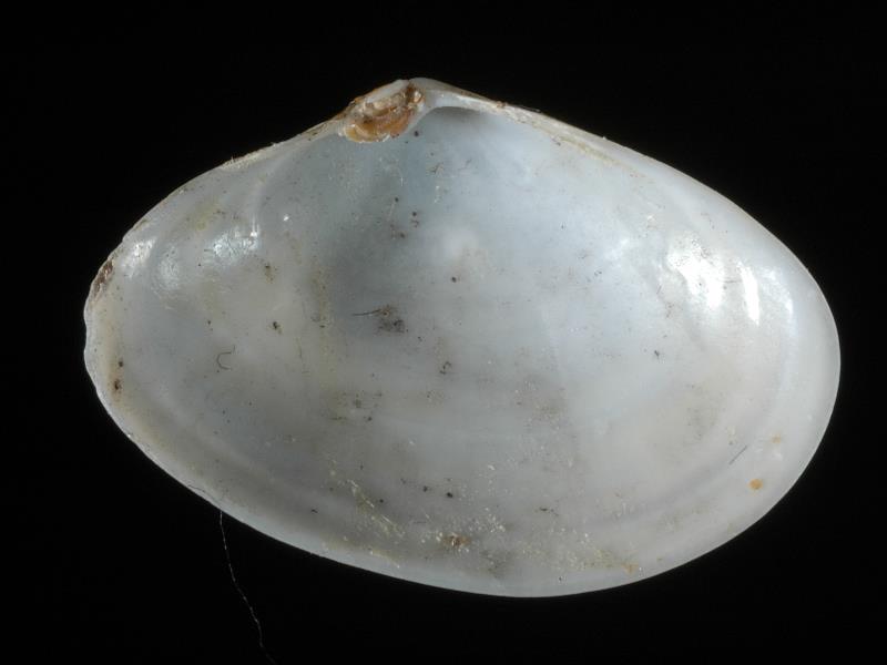 image: Abra alba. Inside of left valve : Belfast Lough, Antrim : Down, Northern Ireland : Belfast Natural History and Philosophical Society : BELUM Mn24294.