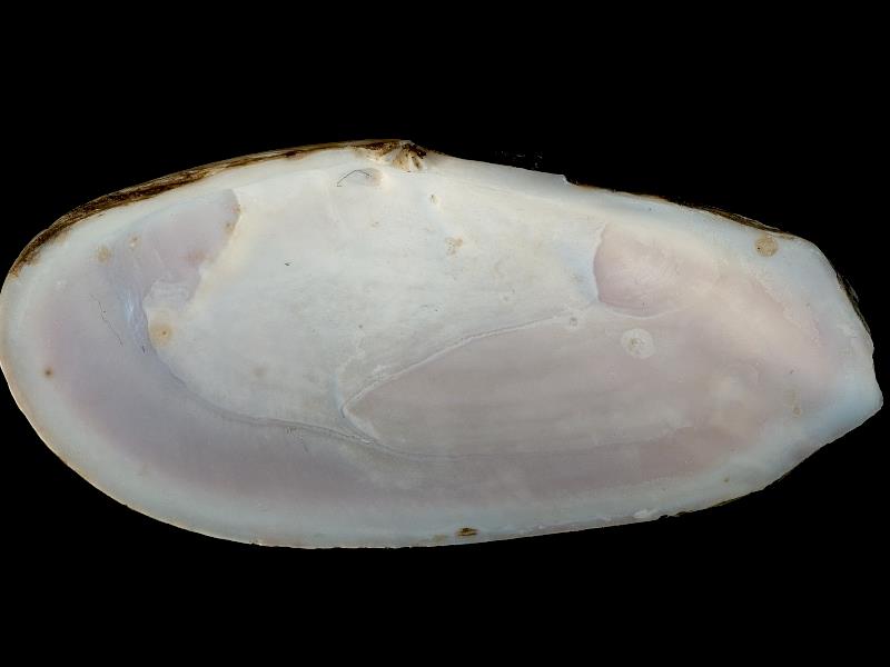 image: Gari fervensis. Inside of right valve : Belfast Lough, Antrim : Down, Northern Ireland : Belfast Natural History and Philosophical Society : BELUM Mn24319.